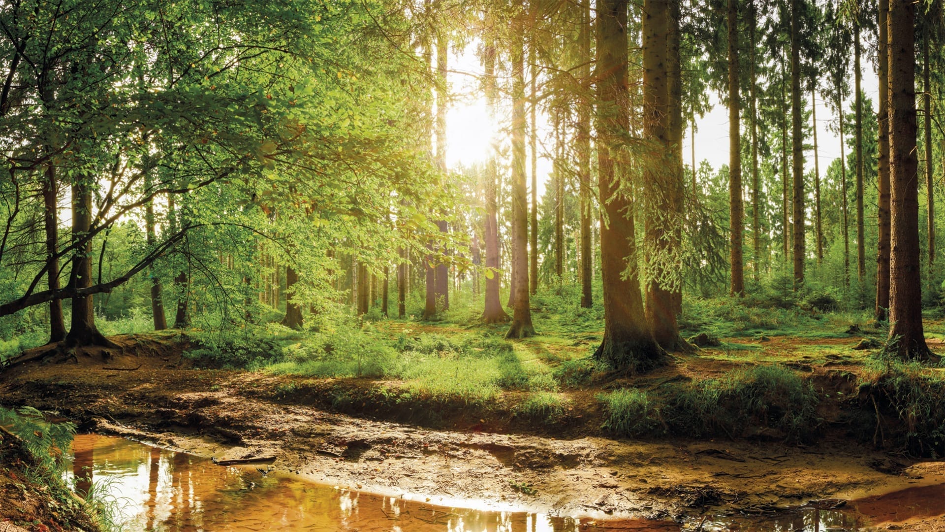 skog miljø bærekraft